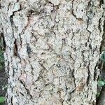 Picea pungens Corteza