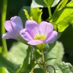 Oxalis latifoliaŽiedas