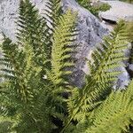 Dryopteris villarii Fulla