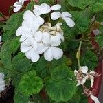 Pelargonium zonaleപുഷ്പം