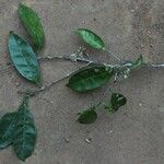 Noronhia africana Συνήθη χαρακτηριστικά