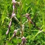 Himantoglossum adriaticum Flower