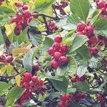 Crataegus persimilis Плід