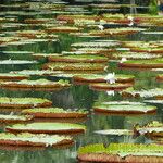 Victoria amazonica Yaprak