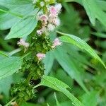 Leonurus cardiaca Flower