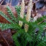 Lycopodium dendroideum Egyéb