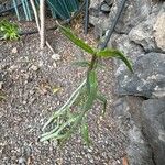 Ceropegia dichotoma Leaf