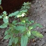 Ocimum tenuiflorumLevél