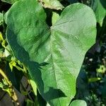 Ipomoea alba Feuille