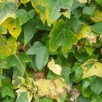 Hedera hibernicaLeaf