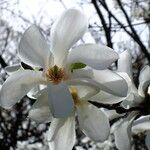 Magnolia stellata Çiçek