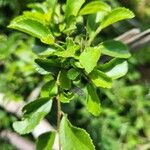 Hibiscus micranthus ഇല