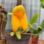 Masdevallia veitchiana Flower