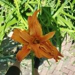 Hemerocallis fulva 花