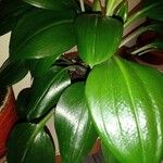 Aspidistra lurida List