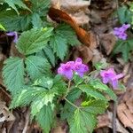 Cardamine glanduligera Flors