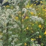 Eupatorium capillifolium Folha