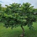 Hymenaea stigonocarpa موطن