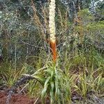 Dracophyllum verticillatum ᱛᱟᱦᱮᱸ