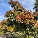 Crataegus persimilis Лист