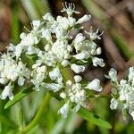 Poranthera corymbosa