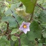 Solanum violaceum Lorea