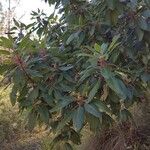 Arbutus xalapensis Blad