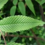 Sorbaria tomentosa Hoja