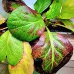 Bergenia crassifolia Blatt