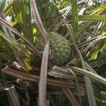 Pandanus bilinearis Habit