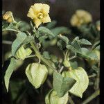 Physalis crassifolia Habitatea