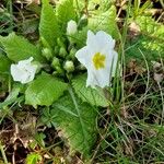Primula vulgaris 花