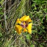 Cypella herbertii Flower