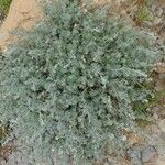 Artemisia atlantica
