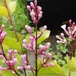 Syringa pubescens Kukka