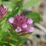 Orthocarpus bracteosus Blüte