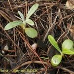 Ptilostemon gnaphaloides Habit