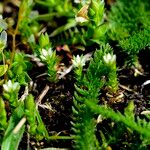 Arenaria leptoclados Habit