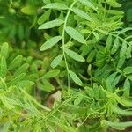 Vicia lens Hoja