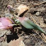 Calochortus persistens Květ
