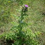 Carduus cephalanthus Tervik taim