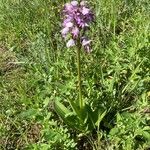 Orchis militaris Συνήθη χαρακτηριστικά