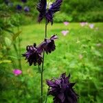 Aquilegia alpinaFlor