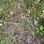 Tradescantia occidentalis Hoja