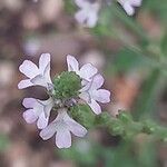 Verbena officinalis Blomst