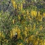 Laburnum alpinumFlor