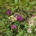 Astragalus hypoglottis Bloem