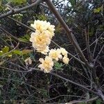 Rosa banksiae Flower