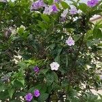 Brunfelsia pauciflora Cvet