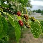 Morus nigra Fruit